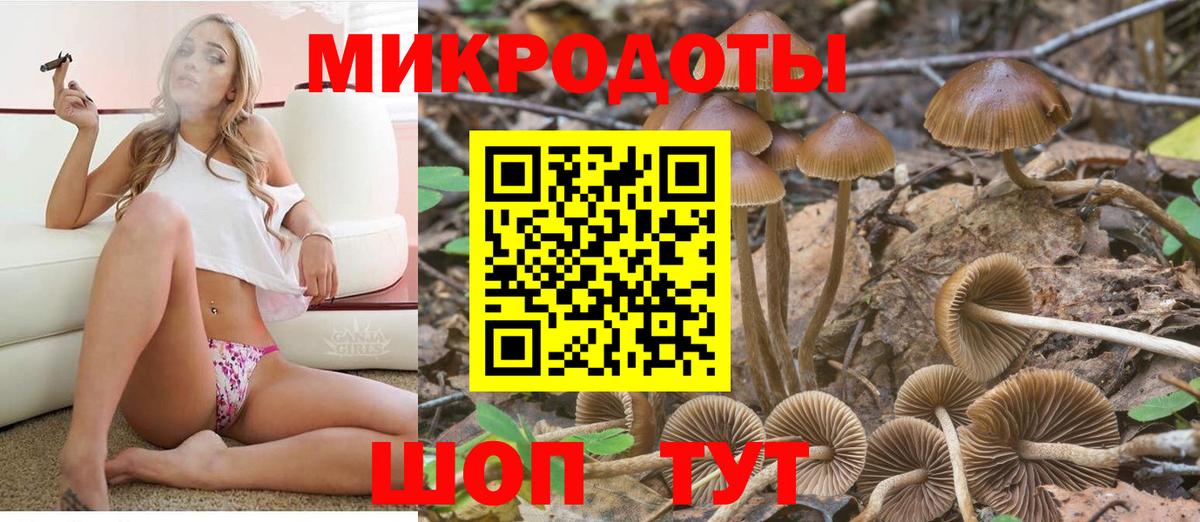 Псилоцибиновые грибы Psilocybe Людиново